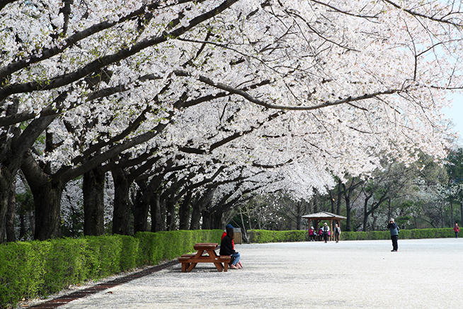 4月8日からソウル大公園桜祭り開催