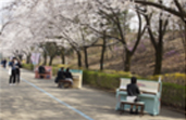 ソウル大公園桜祭り