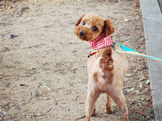 ソウル市「犬と一緒に楽しむ秋のピクニック」開催