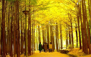 ソウルの森 森の中の道
