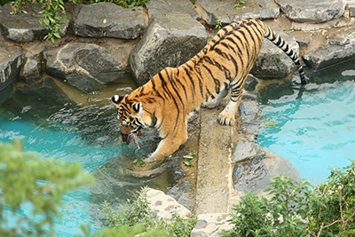 水遊びをしているトラ