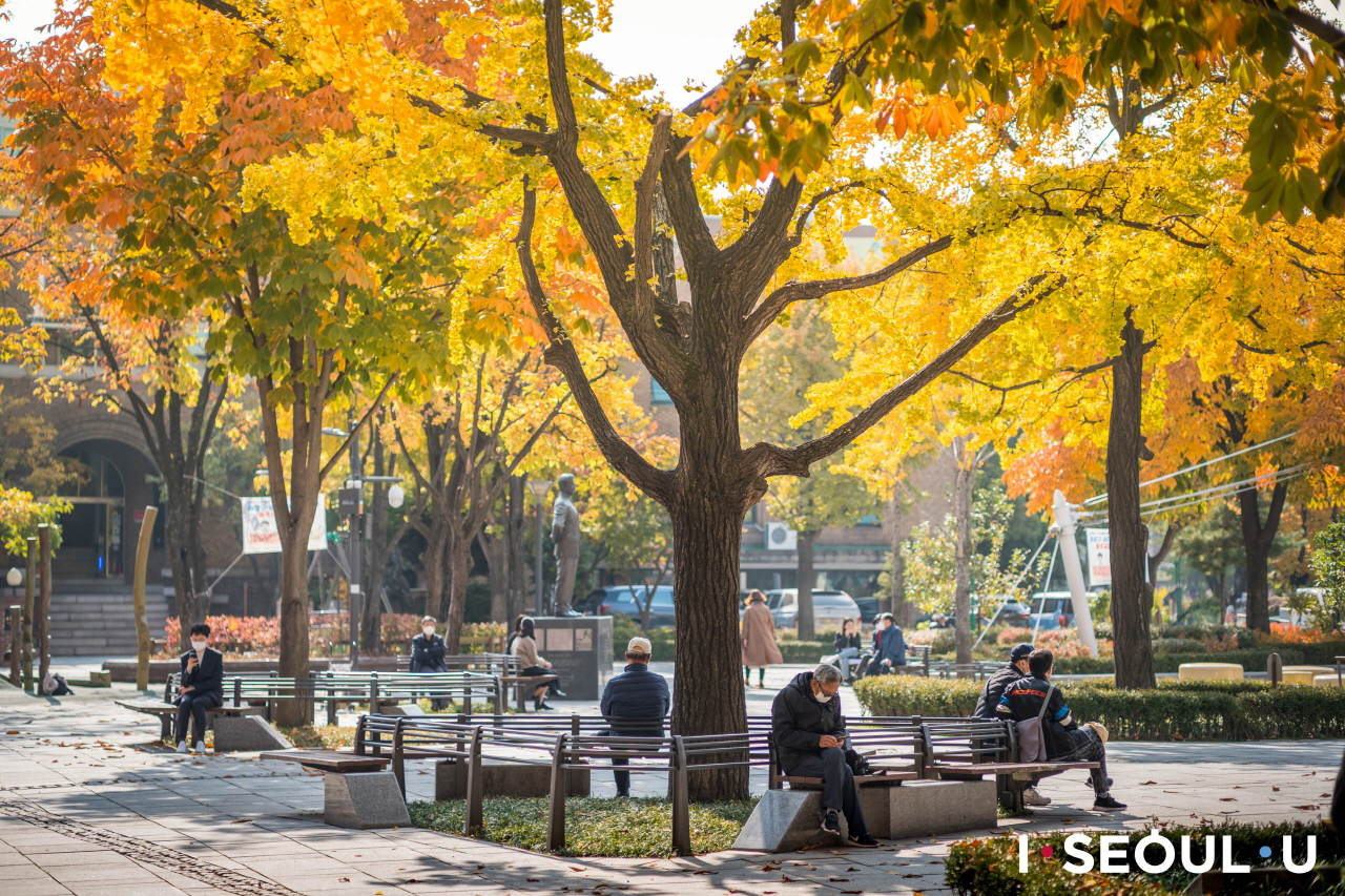 マロニエ公園の紅葉が美しい木の下で、ベンチに座って休んでいる人たち