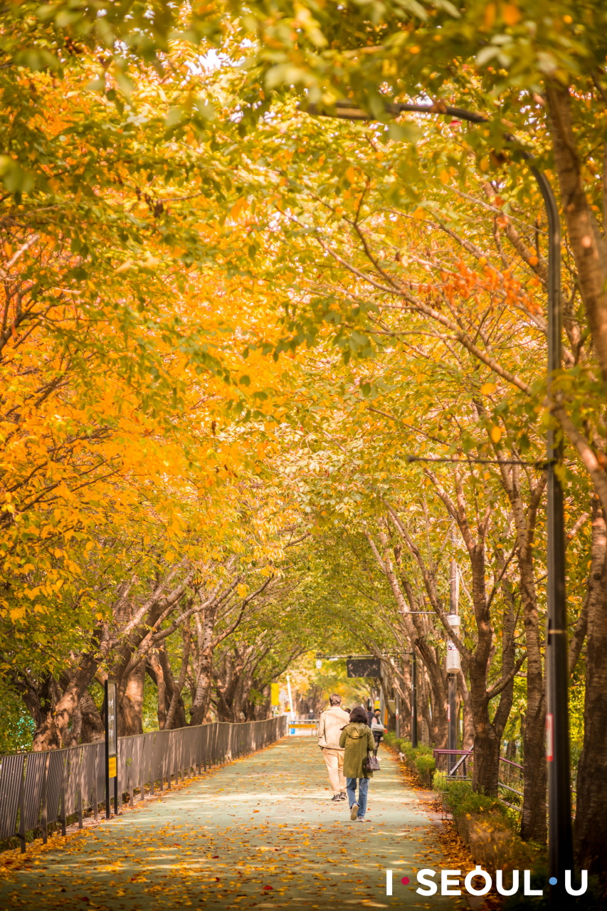 赤や黄色に色づいた葉がトンネルのように生い茂るソンジョン(松亭)堤防ギルの並木道を歩く人々