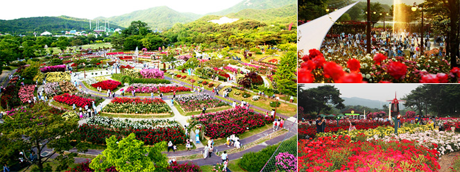 ソウル大公園、2万坪の庭に数千万本のバラの波