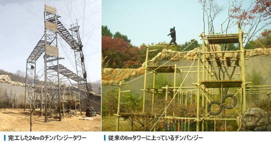 完工した24mのチンパンジータワー, 従来の6mタワーに上っているチンパンジー