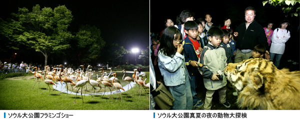  ソウル大公園フラミンゴショー , ソウル大公園真夏の夜の動物大探検 