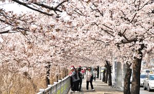汝矣島桜祭り