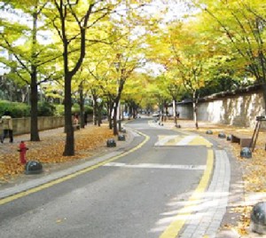ソウル市内で七色に染まる紅葉の道を歩いてみよう
