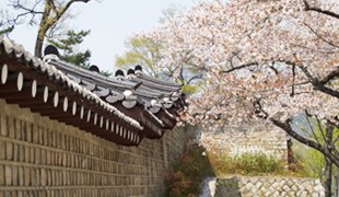 塀のそばに桜が咲いた春の風景写真