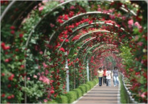 「ヨイド(汝矣島)春の花まつり」など、ソウルの春のフラワーストリートを堪能しょう