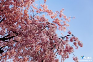ソンパナル公園の桜