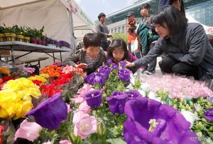 ソウル広場で“春の花木分かち合い市場が開催”
