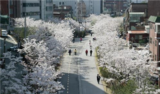 ソウルの美しい春の花道180選