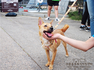 ソウル市「犬と一緒に楽しむ秋のピクニック」開催