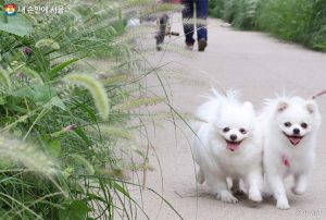 ソウル市、「内蔵型マイクロチップ」を利用してペット犬を動物登録