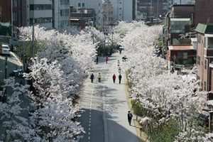 ソウル市、美しい春の花道160選紹介