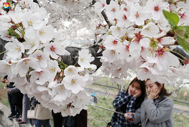週末のバス終発時刻延長 ヨイド(汝矣島)の春の花、ゆったりとお楽しみください！