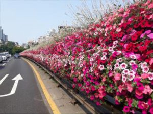 ソウル市、「春の花通り」でコロナブルーを癒やす
