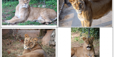 韓国ソウル大公園と日本の多摩動物公園 ライオンとチーターを相互寄贈