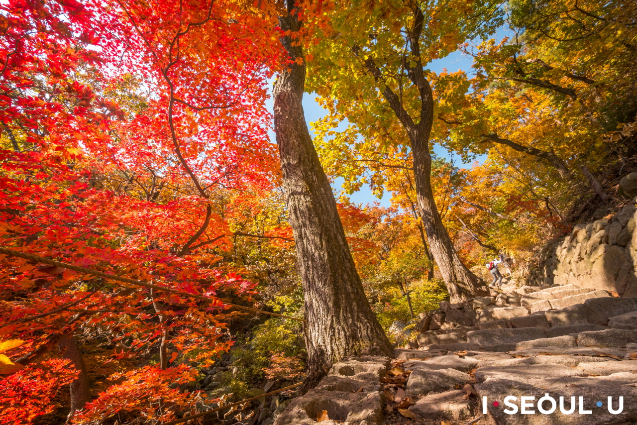 赤い紅葉や黄色いイチョウの木々が立ち並ぶプッカンサン(北漢山)の登山道