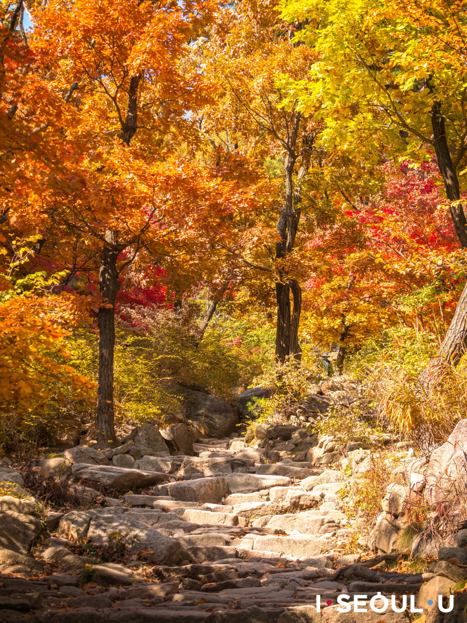 紅葉で色づいた木々の間に続くプッカンサン(北漢山)の岩壁コース