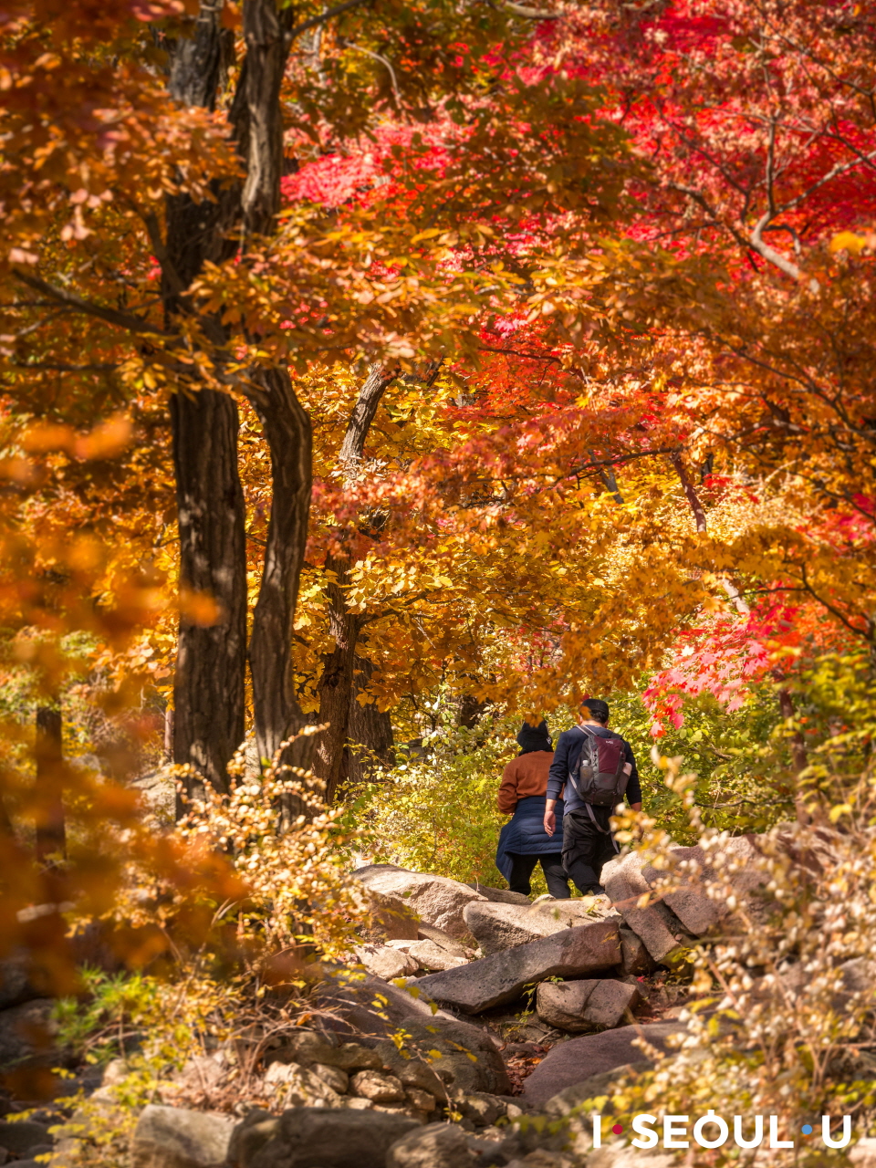 紅葉で色づいた木々の間に続くプッカンサン(北漢山)の散策路を歩く夫婦