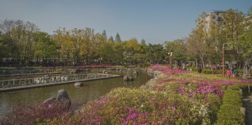 春の花が満開なチョンホ(千戸)公園ツツジ祭り