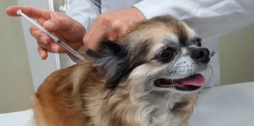 ソウル市、社会的弱者層のペット診療費用を支援、「私の町の動物病院」をスタート