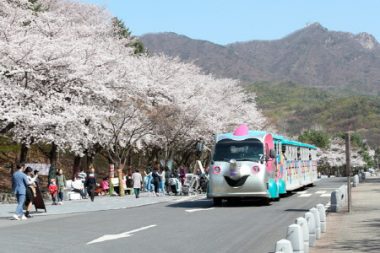 花雨舞う桜並木を一緒に歩きましょう 「ソウル大公園桜祭り」