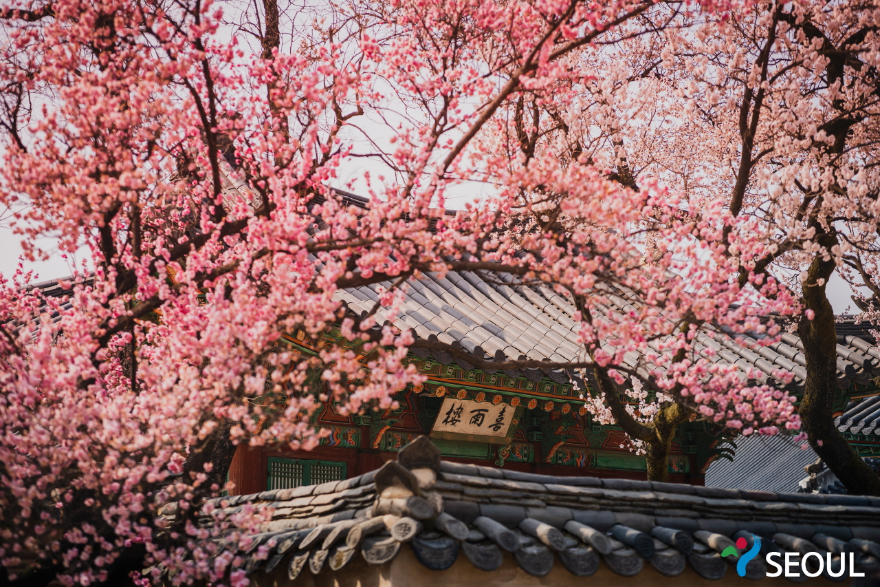桜が咲きました昌徳宮の様子