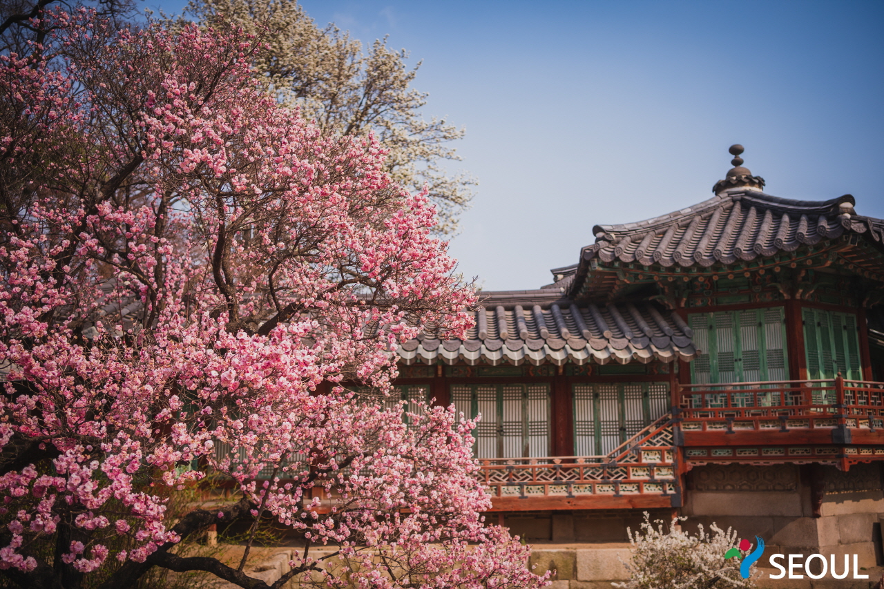 桜が咲きました昌徳宮の様子2