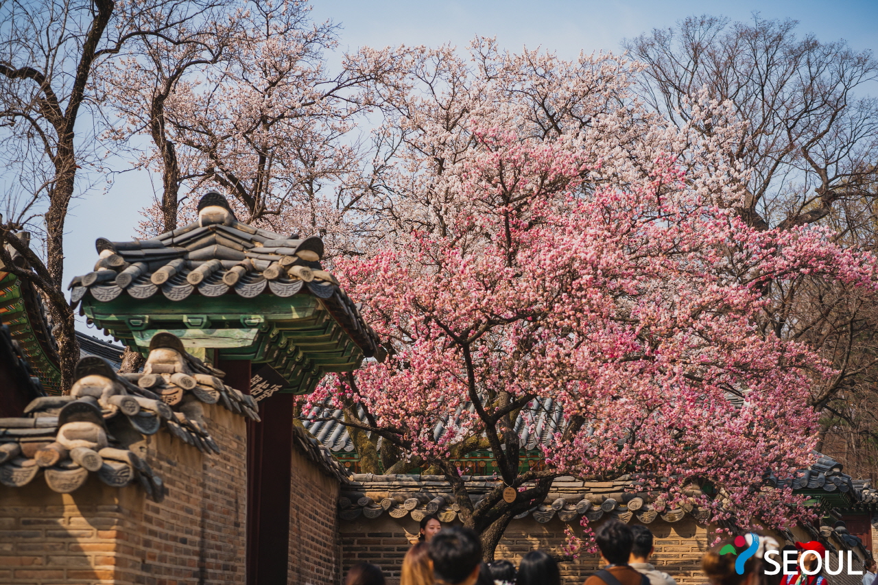 桜が咲きました昌徳宮の様子3