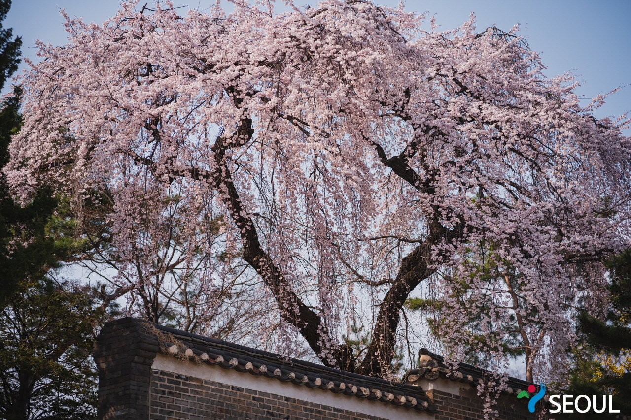 桜が咲きました昌徳宮の様子4