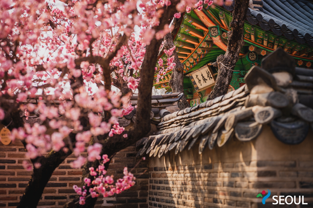 桜が咲いた昌徳宮の様子5です