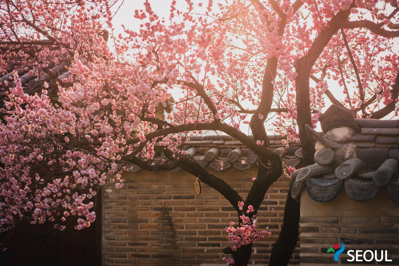桜です花が咲いた昌徳宮の様子7です
