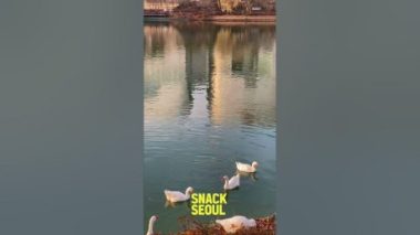 [Snack Seoul] EP.09 Relaxing at Seokchon Lake