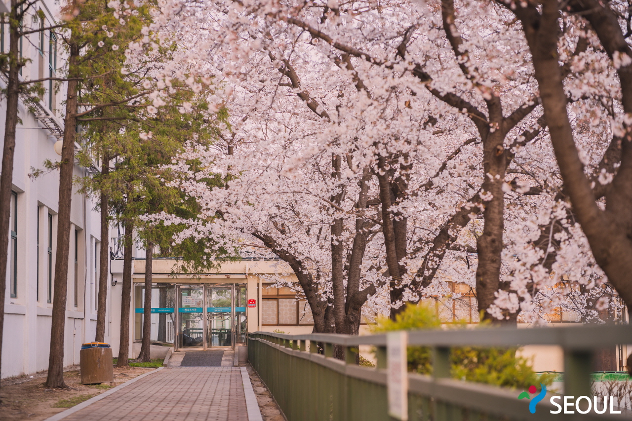 精読図書館桜の木の写真