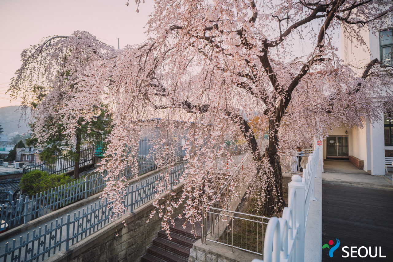 精読図書館桜の木 写真2