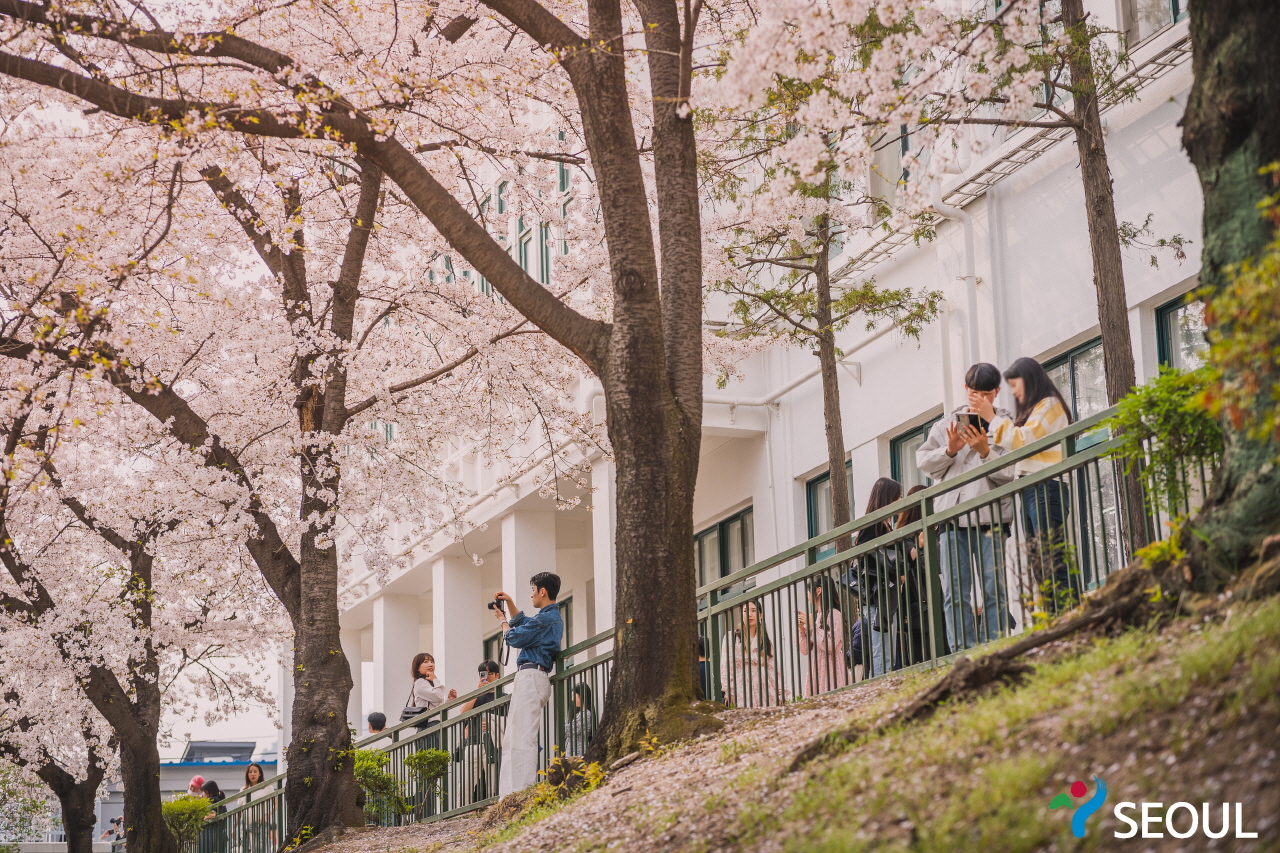 精読図書館桜の木の下で撮影中の市民たち2