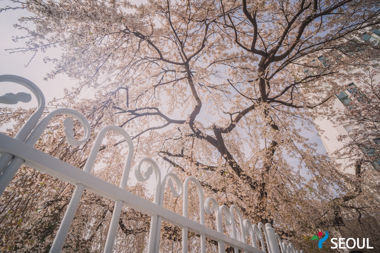 精読図書館 桜の木 写真7