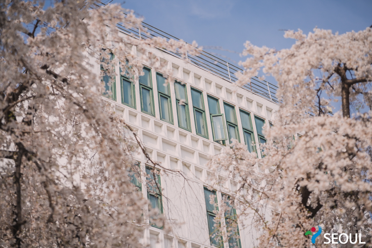 精読図書館 桜の木 写真8