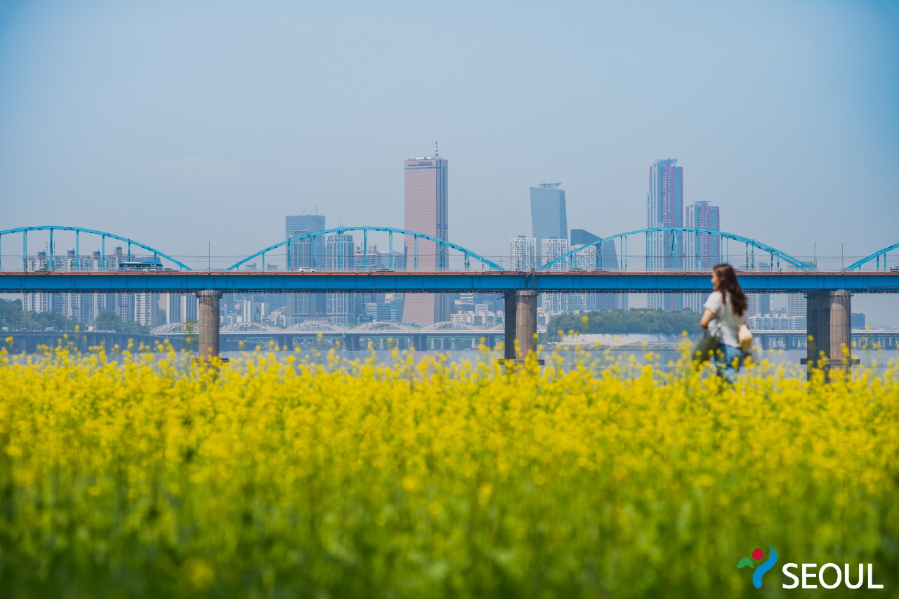 黄色い菜の花、漢江、建物