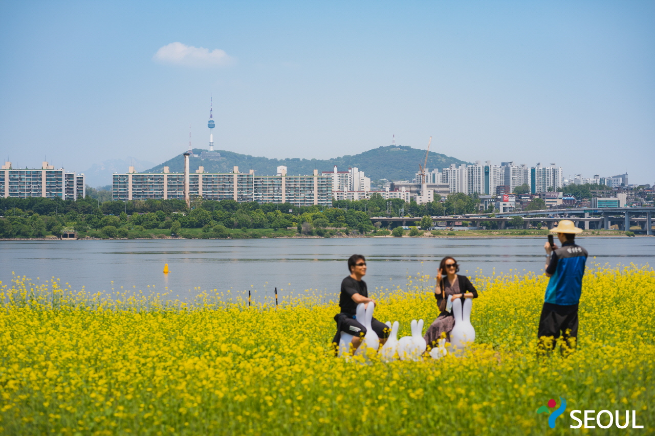 黄色い菜の花、漢江、アパート、南山タワー