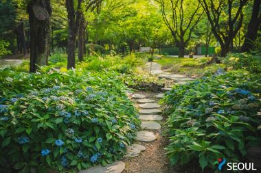 ゆったりと散歩できる庭園、ソウルの森アジサイの道
