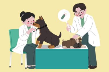 伴侶犬の登録は選択ではなく必須事項！ソウル市、動物登録の自己申告期間を運営