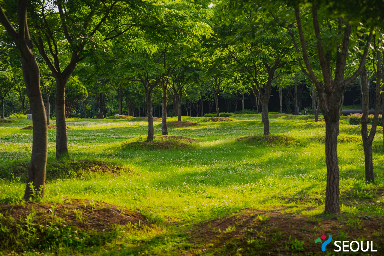 木と芝生でいっぱいの公園
