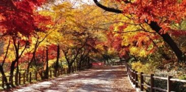 都心で楽しむ秋の趣！ソウル市、「ソウル紅葉通り99選」選定