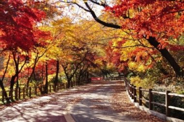 都心で楽しむ秋の趣！ソウル市、「ソウル紅葉通り99選」選定