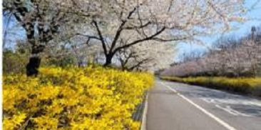 歩くたびに春の香りがプンプン！...「ソウルの美しい春の花道173選」