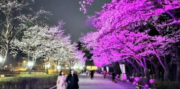 春を迎える準備…4月第一週「ソウル大公園桜祭り」を楽しむ